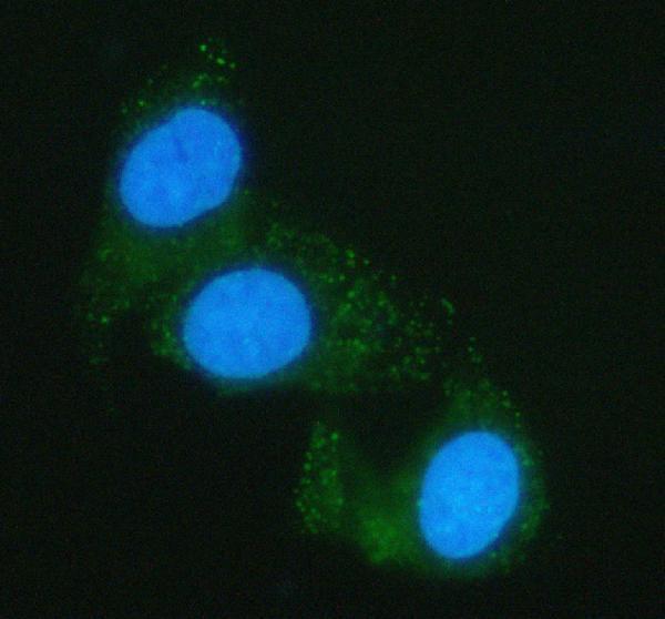  IF analysis of PGM2 using anti-PGM2 antibody (A07690-1)
