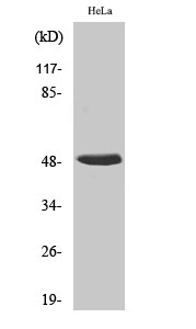 a07691 1 hnrnph1 primary antibodyes wb testing 1