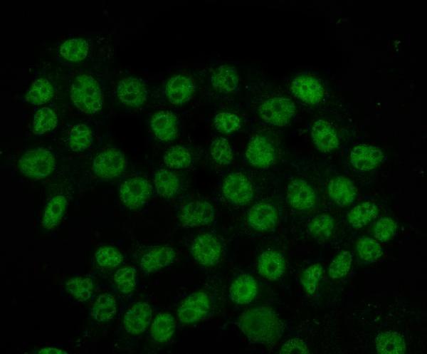 a07691 hnrnph1 primary antibodies if testing 13