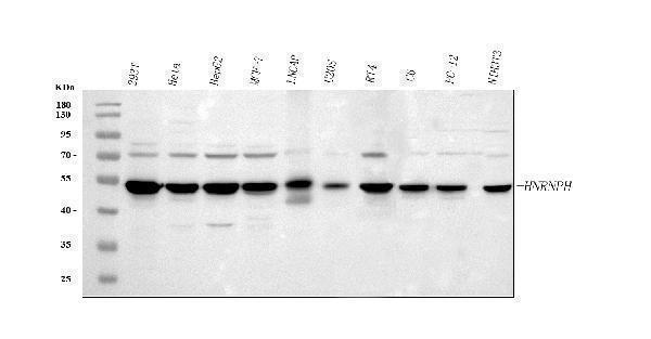 a07691 hnrnph1 primary antibodies wb testing 1
