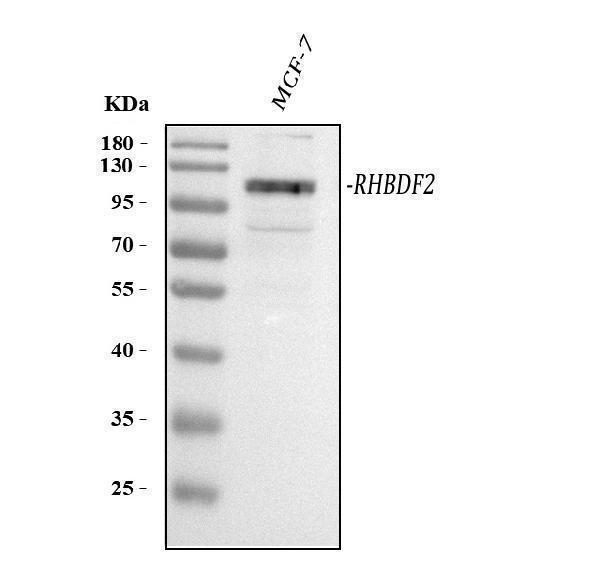  Western blot analysis of RHBDF2 using anti-RHBDF2 antibody (A07693-1)