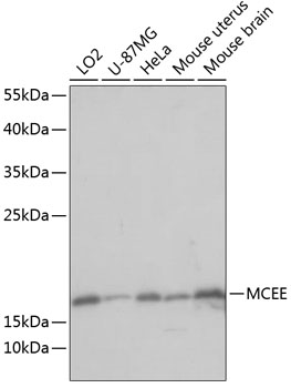 Western blot analysis of extracts of various cell lines, using MCEE antibody  at 1:1000 dilution