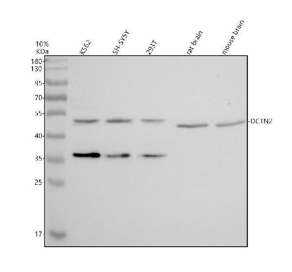 a07698 2 dctn2 primary antibodies wb testing 1
