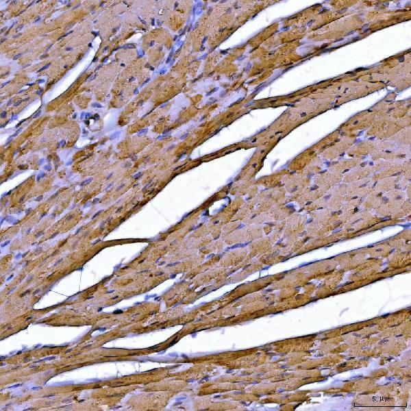  IHC analysis of Sarcalumenin/Srl using anti-Sarcalumenin/Srl antibody (A07699-4)