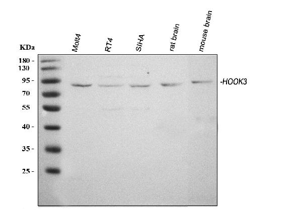 Western blot analysis of HOOK3 using anti-HOOK3 antibody (A07701-1).