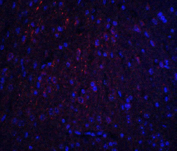 Immunofluorescence of HOOK3 in mouse brain tissue with HOOK3 antibody at 20 μg/ml