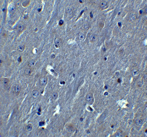 Immunohistochemistry of HOOK3 in mouse brain tissue with HOOK3 antibody at 10 μg/ml