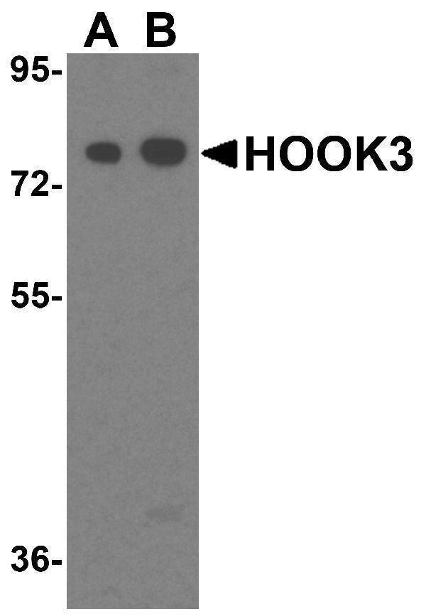 Western blot analysis of HOOK3 in mouse brain tissue lysate with HOOK3 antibody at 1 μg/ml