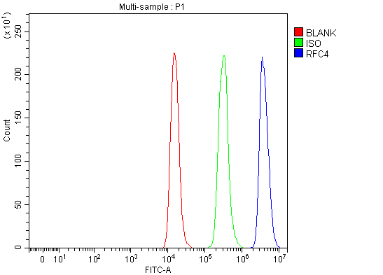  Flow Cytometry analysis of Raji cells using anti-RFC4 antibody (A07702-1)