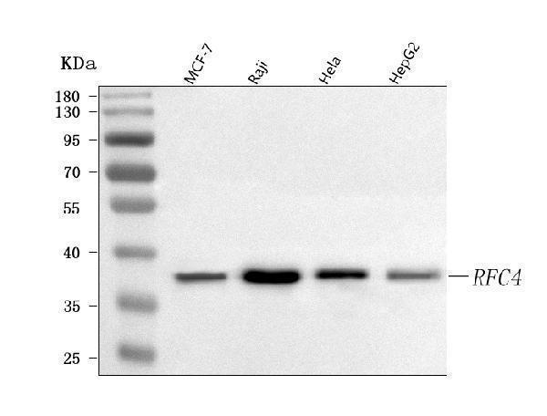  Western blot analysis of RFC4 using anti-RFC4 antibody (A07702-1)