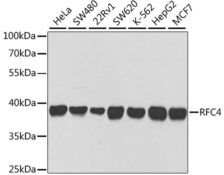 Western blot analysis of extracts of various cell lines, using RFC4 antibody  at 1:1000 dilution