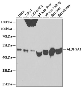 Western blot analysis of extracts of various cell lines, using ALDH9A1 antibody  at 1:500 dilution