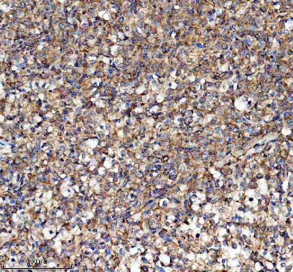 IHC analysis of GLRX5 using anti-GLRX5 antibody (A07707-1)
