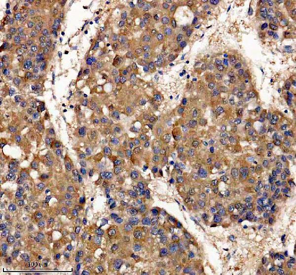 IHC analysis of GLRX5 using anti-GLRX5 antibody (A07707-1)