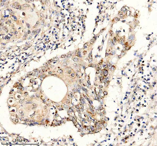 a07707 1 glrx5 primary antibodies ihc testing 3
