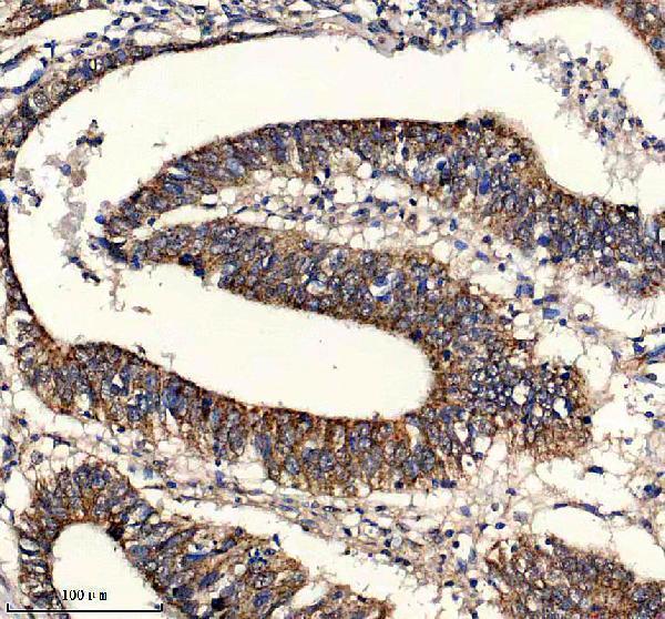 a07707 1 glrx5 primary antibodies ihc testing 4