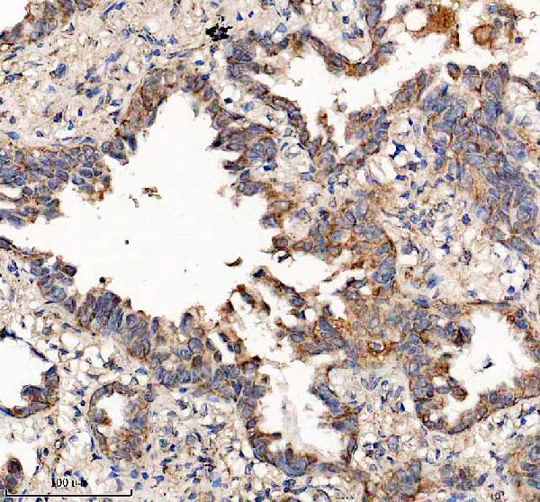 a07707 1 glrx5 primary antibodies ihc testing 5