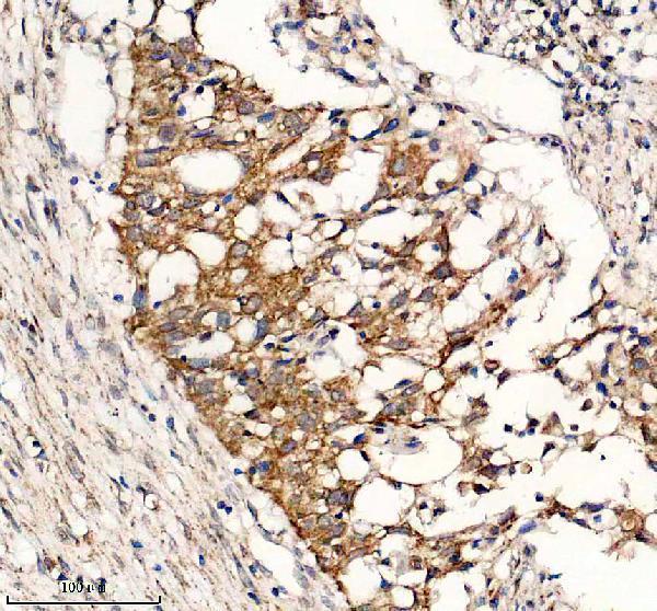 a07707 1 glrx5 primary antibodies ihc testing 6