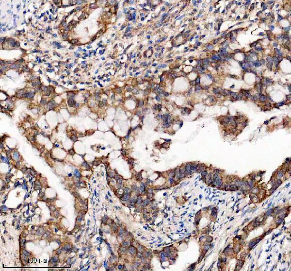 a07707 1 glrx5 primary antibodies ihc testing 7