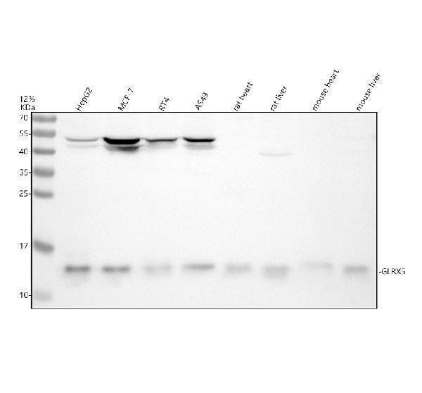 Western blot analysis of GLRX5 using anti-GLRX5 antibody (A07707-1)