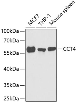 Western blot analysis of extracts of various cell lines, using CCT4 antibody  at 1:1000 dilution