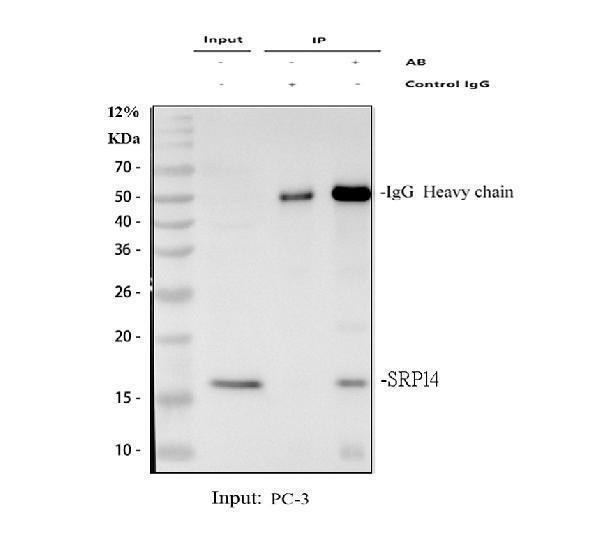 a07709 1 srp14 primary antibodies ip testing 1