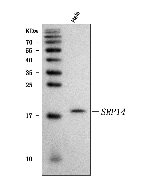 a07709 1 srp14 primary antibodies wb testing 1