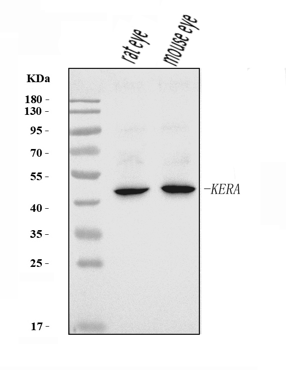  Western blot analysis of Keratocan/KTN/Kera using anti-Keratocan/KTN/Kera antibody (A07712-1)