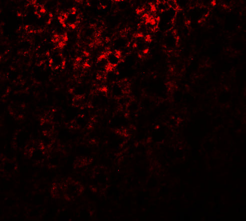 a07713 c12orf44 primary antibodies if testing 3