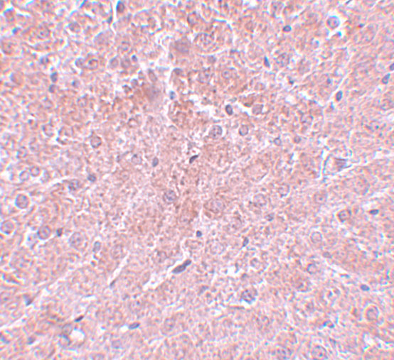 a07713 c12orf44 primary antibodies ihc testing 2