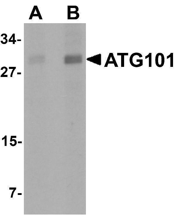 a07713 c12orf44 primary antibodies wb testing 1