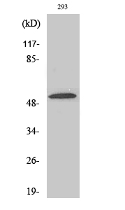 Western Blot analysis of various cells using ZIP7 Polyclonal Antibody