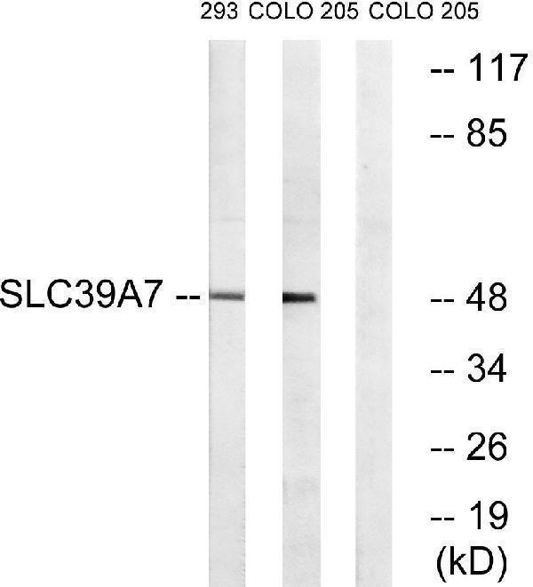 Western blot analysis of lysates from 293 and COLO cells, using SLC39A7 Antibody