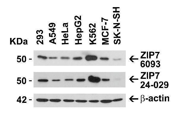 Independent Antibody Validation (IAV) via Protein Expression Profile in Human Cell Lines
Loading: 15 μg of lysates per lane