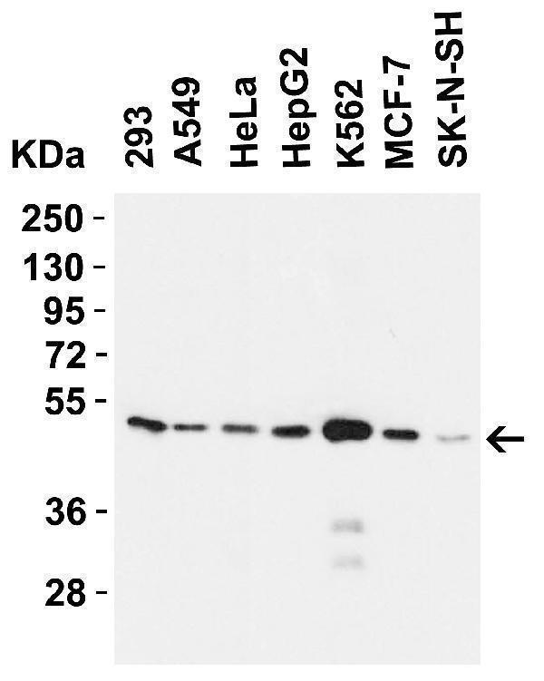 Western Blot Validation in Human Cell Lines
Loading: 15 μg of lysates per lane
