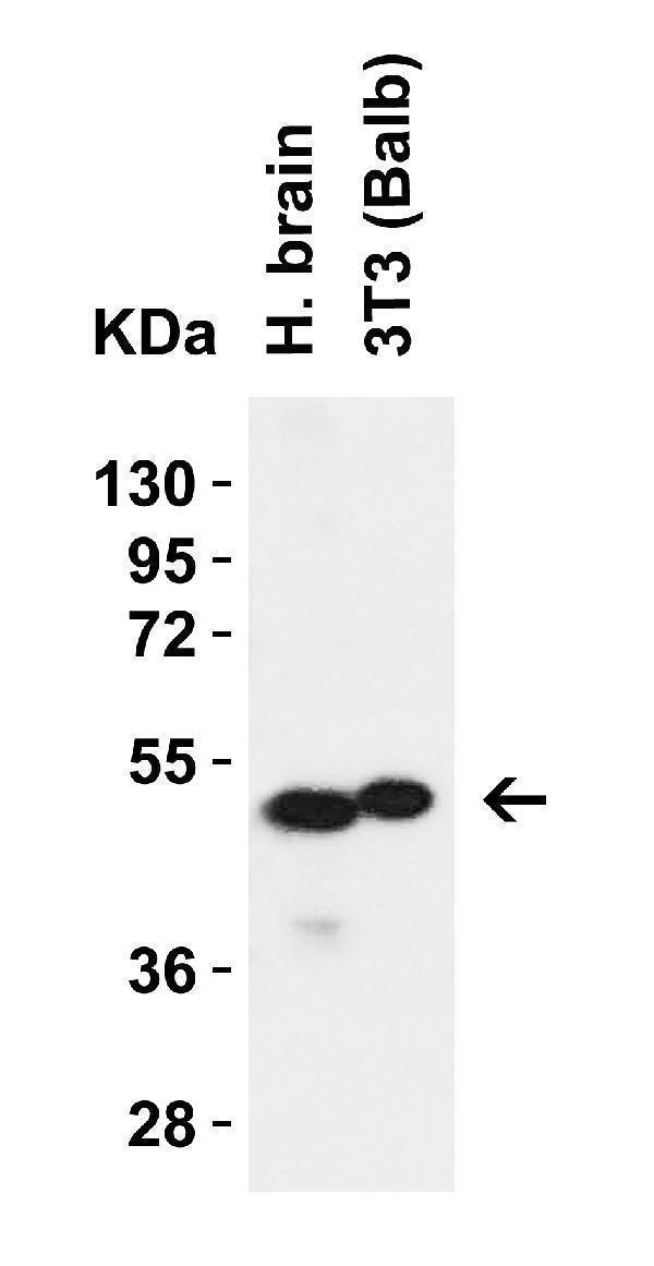 Western Blot Validation in Human Brain Tissue and 3T3 (Balb) Cell Lysate
Loading: 15 μg of lysates per lane