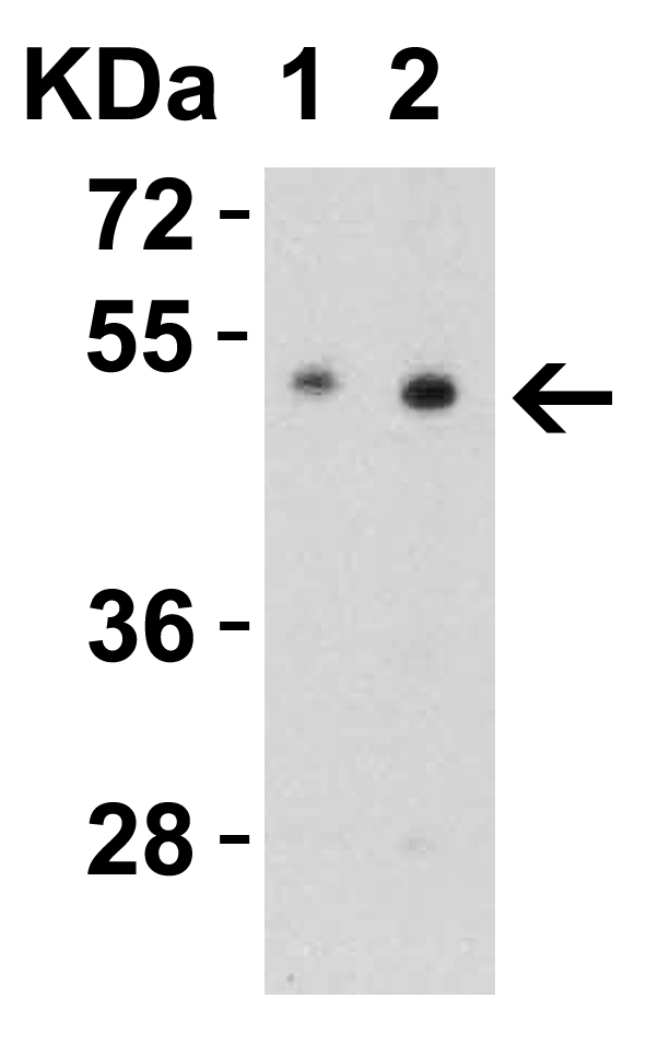 a07719 2 slc39a7 primary antibodies wb testing 4