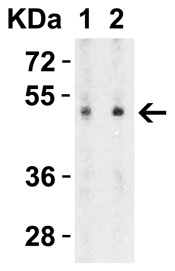 a07719 2 slc39a7 primary antibodies wb testing 5