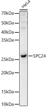 a07723 spc24 primary antiboties wb testing 1