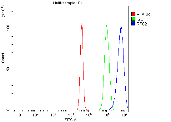  Flow Cytometry analysis of U251 cells using anti-RFC2 antibody (A07724-1)