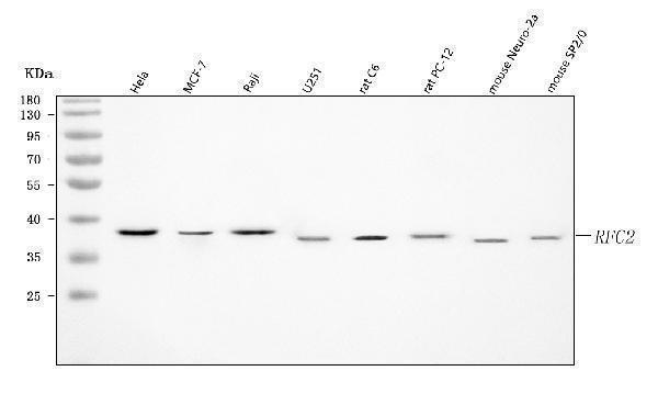  Western blot analysis of RFC2 using anti-RFC2 antibody (A07724-1)