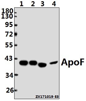 a07726 apof primary antiboties wb testing 1