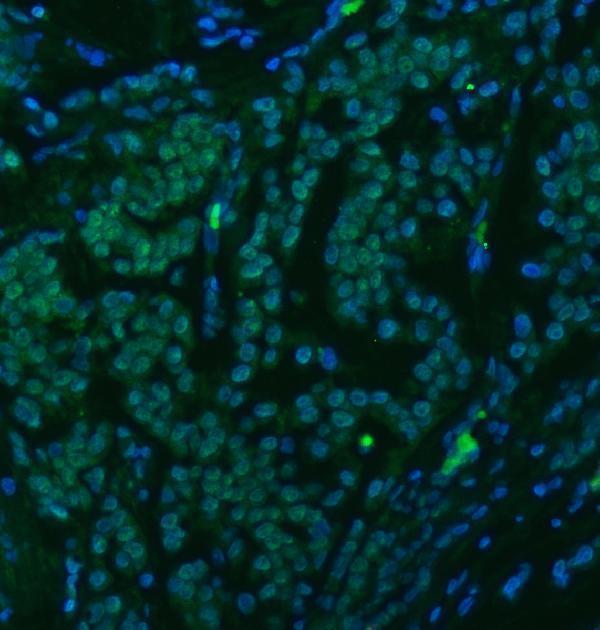 a07728 snrpc primary antibodies if testing 14