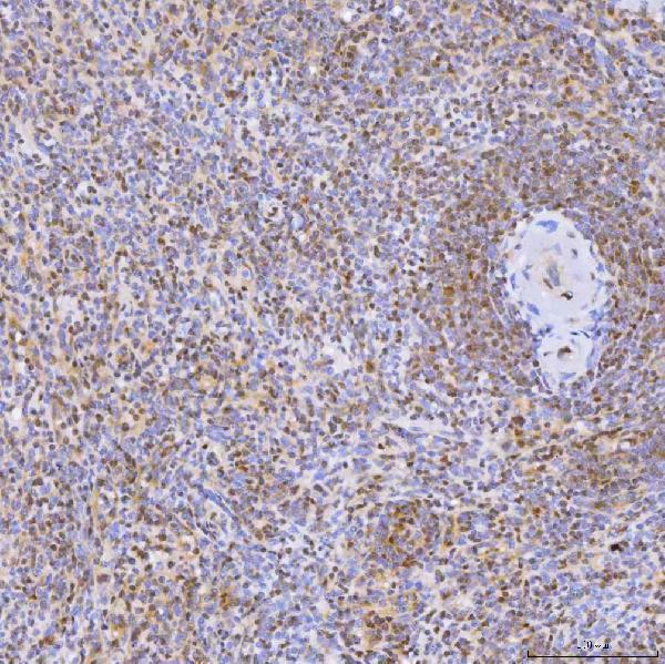 a07728 snrpc primary antibodies ihc testing 10