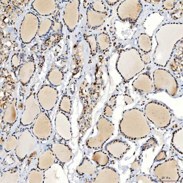 a07728 snrpc primary antibodies ihc testing 11
