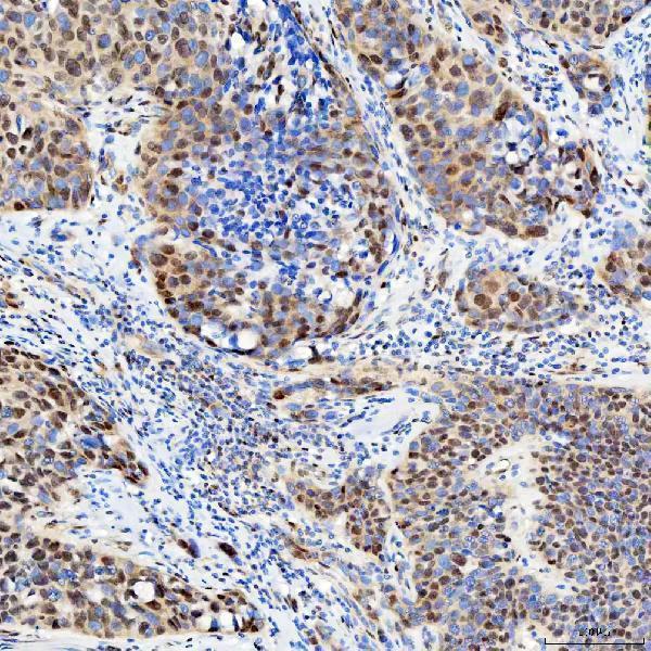 a07728 snrpc primary antibodies ihc testing 12