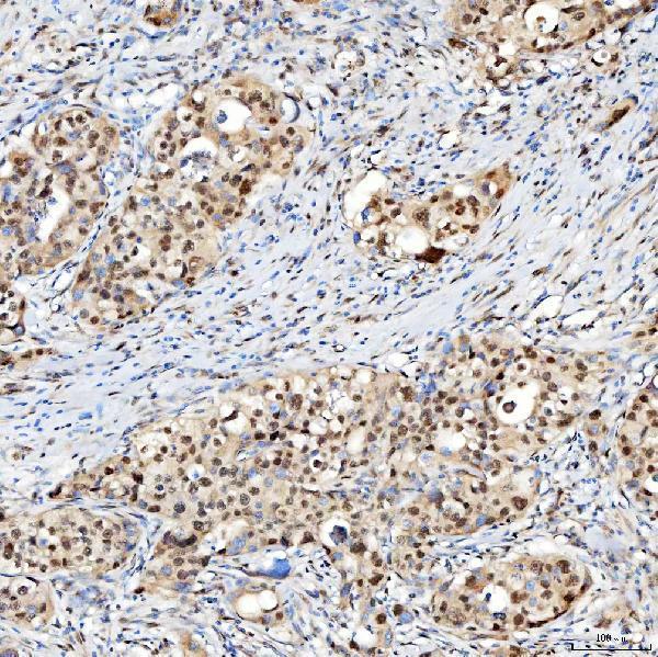 a07728 snrpc primary antibodies ihc testing 2
