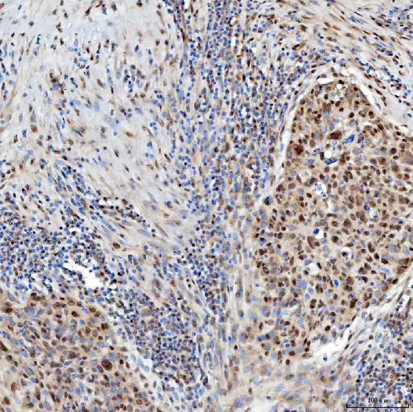a07728 snrpc primary antibodies ihc testing 4