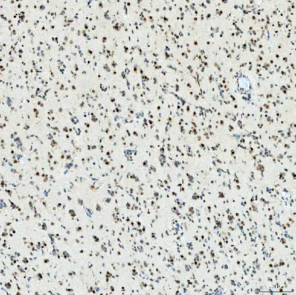 a07728 snrpc primary antibodies ihc testing 5