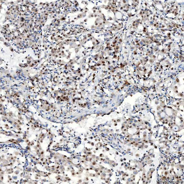 a07728 snrpc primary antibodies ihc testing 6